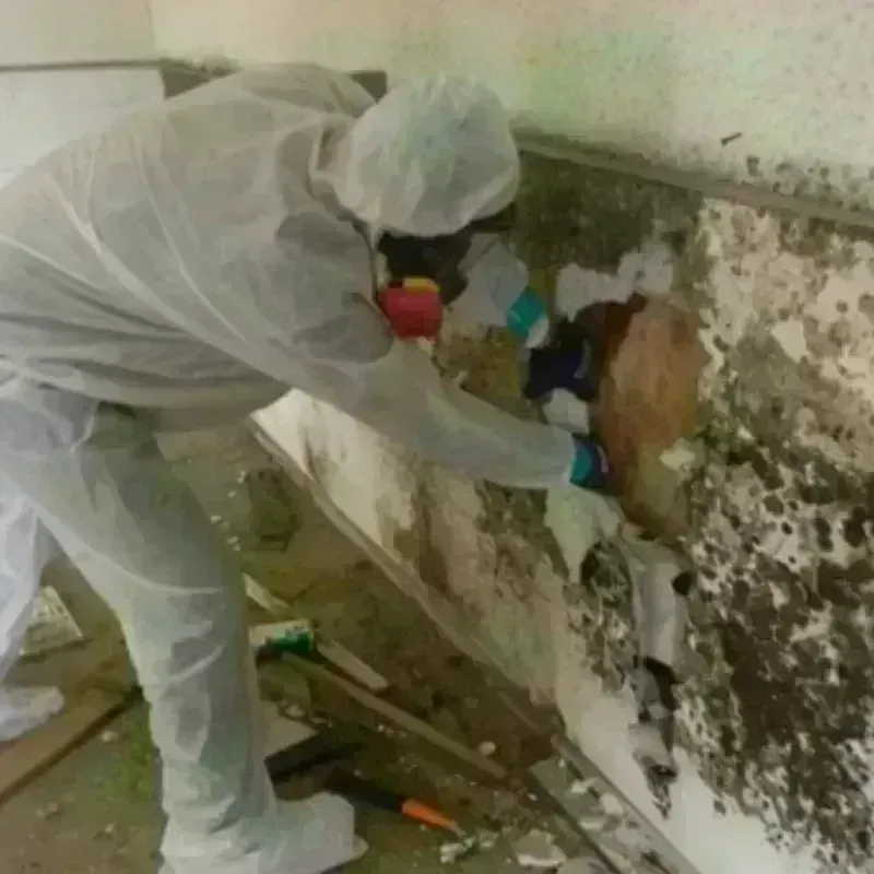 Mold Remediation and Removal in Durand, MI